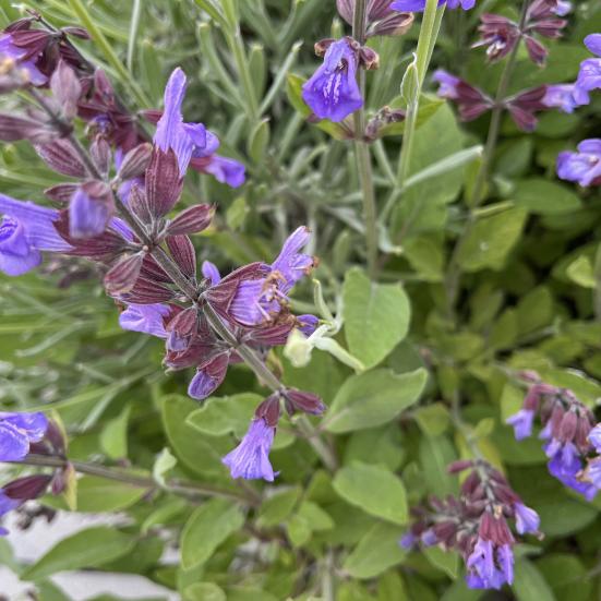 Salvie i blomst